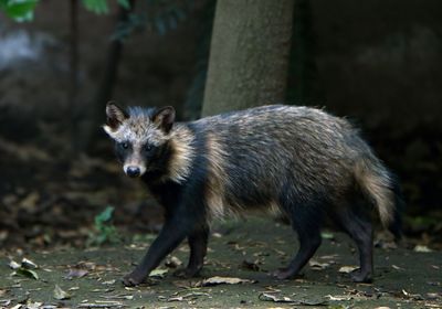 Raccoon dog data sparks new debate about Covid origins