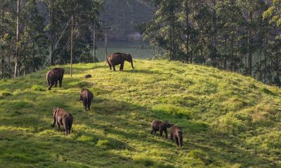 A team of vets, four ‘kumki’ and one tranquilliser dart: the plan to capture Kerala’s marauding elephant