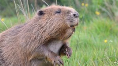 Beavers to return to west London after 400 years