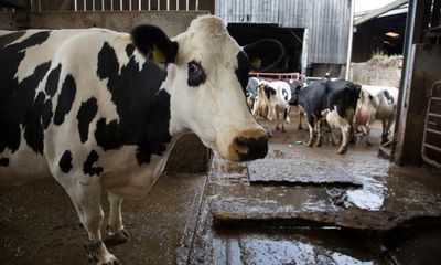 UK farming causes over a quarter of cities’ particle pollution, study finds