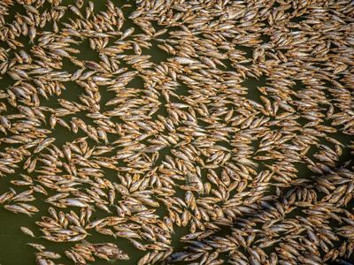 Angry outback town feels abandoned after mass fish kill