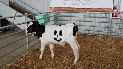Happy the calf set to live his life bringing smiles to faces after sale to Victorian field day event