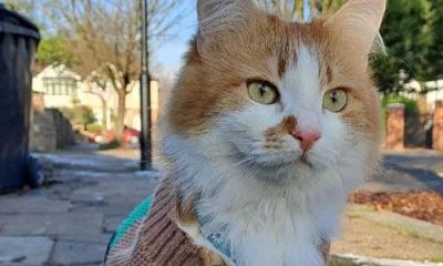 ‘We are refugees now, even our cat’: a Kherson mother’s UK diary