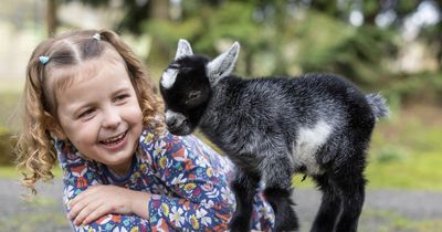 Baby goat rejected by mum being hand reared by family who let it sleep in house