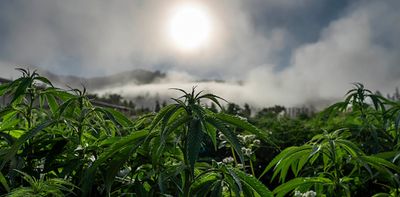 Cannabis industry plans for South Africa have stalled: how to get them moving again