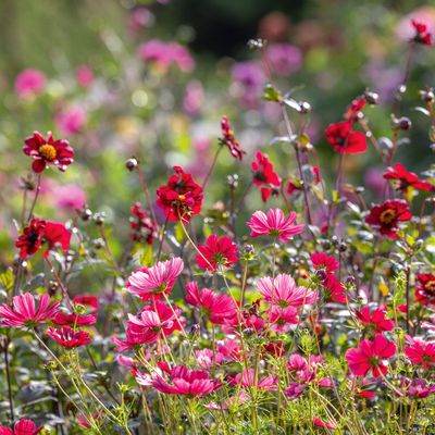 Small garden colour palette - Sarah Raven explains how to plant for your petite plot