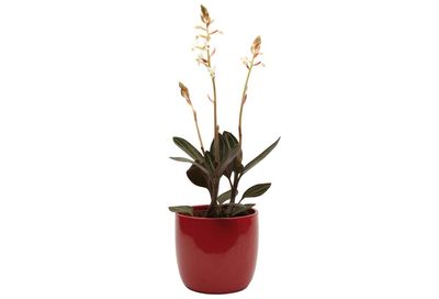 Houseplant of the week: jewel orchid