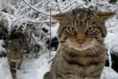First ever Scottish wildcats to be released into Highlands in conservation bid