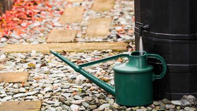 5 rain barrel problems solved by gardening experts – for better rainwater harvesting at home