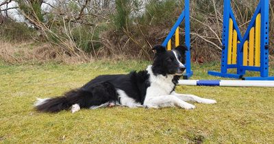 Agility dog cheats death thanks to open heart surgery at West Lothian vets