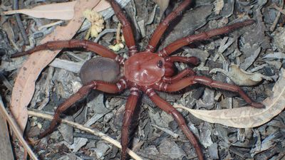 A giant trapdoor spider was discovered in Australia
