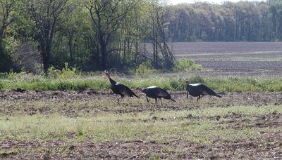 Wild turkeys, spring preview: Ben Franklin to ‘increasing reproduction metrics’