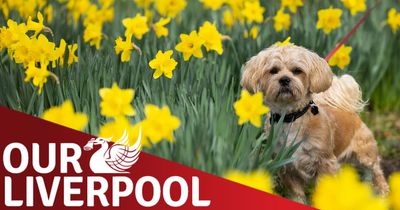 Our Liverpool: Vote for the best picture of spring looking stunning