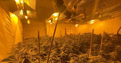 Man arrested after police find cannabis farm with around 200 plants inside house