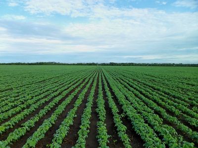 Why are Soybean and Livestock Prices Tumbling?