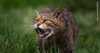Captive Scottish wildcats to be released into wild for first time in Highlands