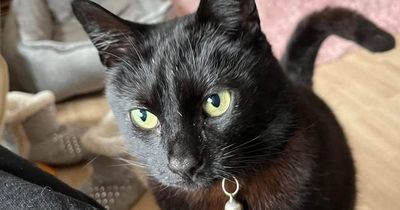 Woman searching for lost cat is mistaken for a peeping tom at a popular dogging hotspot