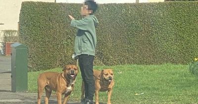 Scots dad forced to shield toddler as two large dogs 'mauled chihuahua to death'