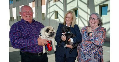 'A much-loved, gorgeous dog': ACT Rescue & Foster celebrates big milestone