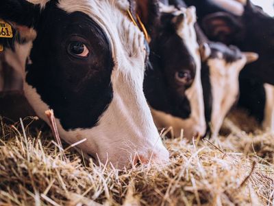 A quarter of particle pollution in UK cities come from farms, study warns