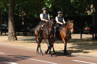 Police horse attacked by dog ‘inundated with apples and treats’