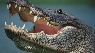 Florida nature photographer stumbles across cannibal alligator