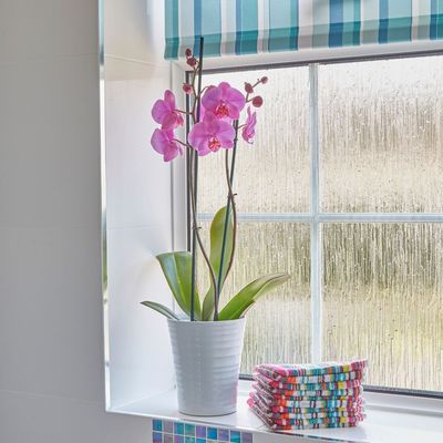 How to care for orchids – 7 expert-approved tips for guaranteed flowers every year