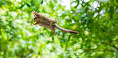 Marsupials and other mammals separately evolved flight many times, and we are finally learning how