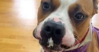 Edinburgh Cat and Dog Home appeal for cheese donations as number of rescues balloons