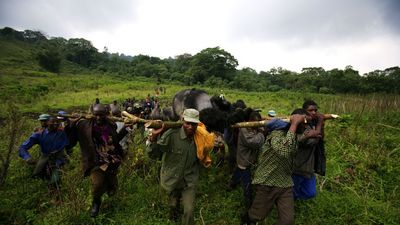 Congo Violence Threatens Rare Mountain Gorilla Population In Africa’s Oldest Park
