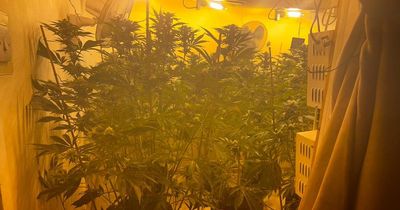 Police uncover cannabis farm worth £450,000 during raid in Longsight