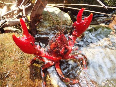 ‘Spectacular’ spiny crayfish samples recovered amid Lismore floods key to mapping species