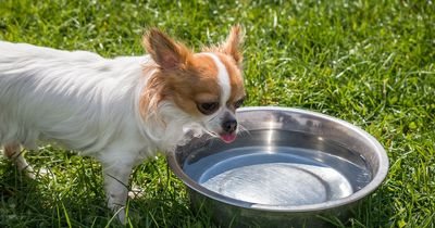 Dirty dog bowls pose 'significant' health risk for animals and humans
