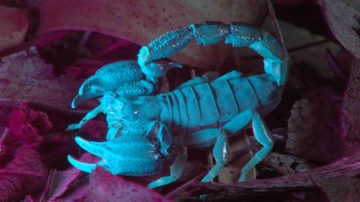 Victoria's 13 scorpion species and why they are not as venomous as other predators