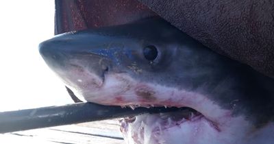 Massive 12ft great white shark spotted lurking as Spring Breakers head to coast