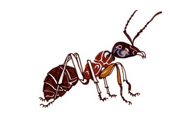 How do ants communicate and why were whale bones used in corsets? Try our kids’ quiz