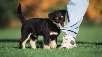 Trainer reveals the one reason your puppy is biting - and what to do instead