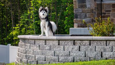 Dog-friendly backyard ideas – 10 ways to create a stylish and safe space for you and your pet