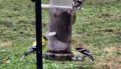 Chicago outdoors: Bucks holding antlers, goldfinch colors, Turkey Run SP, pelicans