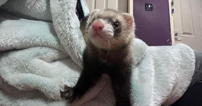 Glasgow woman desperately searching for 'injured and frightened' pet ferret missing from Baillieston