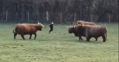 Glasgow Highland cows attacked by 'out-of-control' dog in Pollok Park