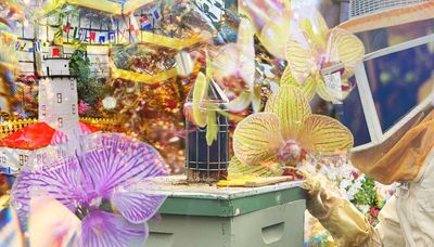 Where to enjoy spring blooms around Chicago, a garden lover’s guide