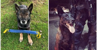 Northumbria police officers pay tribute to 'crucial' police dogs Krush and Kruger who died days apart