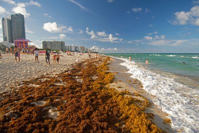 The monster seaweed "blob" that wasn't