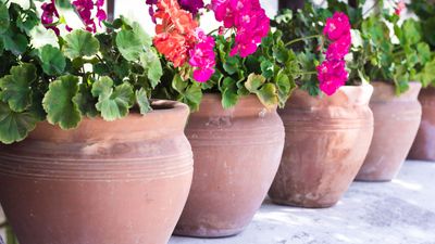 'Not washing terracotta pots can put your plants at risk' – expert tips on how to clean them properly