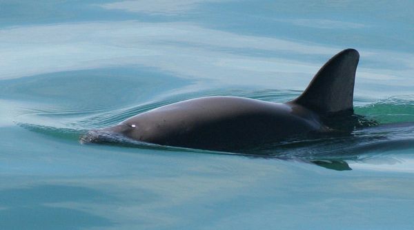Mexico sanctioned for not protecting endangered porpoise