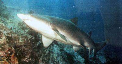 Help find injured grey nurse shark: speared by a fisherman