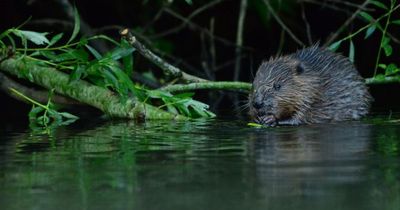 50 beavers living secretly on the Bristol Avon, stunned researchers discover