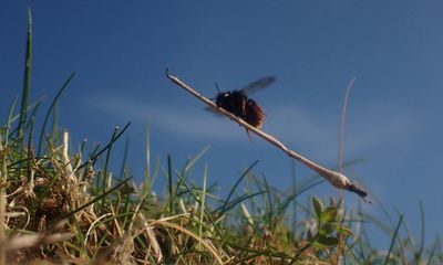 ‘Witch bee’ riding tiny broomstick to feature in Attenborough’s Wild Isles