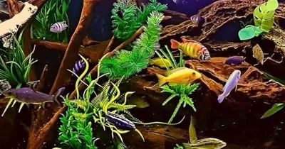 Only those with high IQ can spot seahorse hiding in aquarium within five seconds